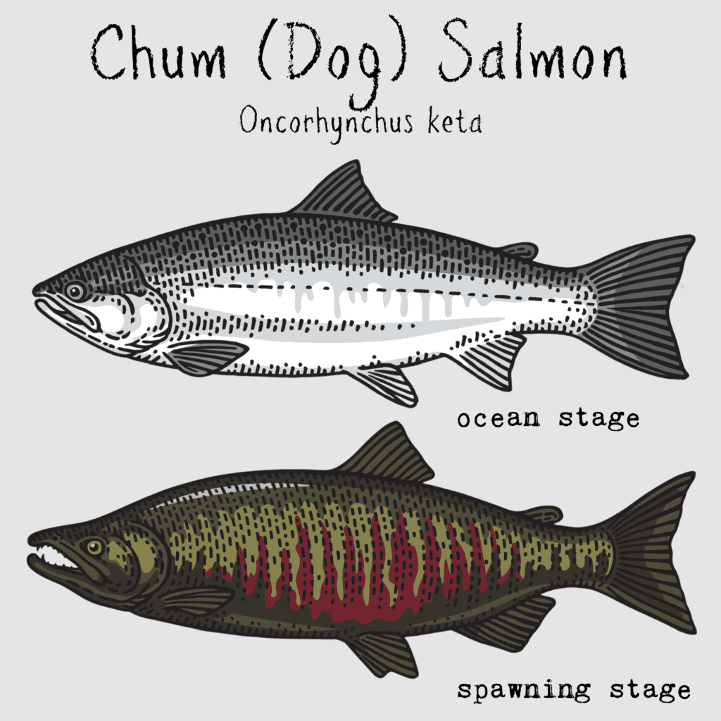 Types Of Salmon In Alaska (Full Descriptions Of All 5 Kinds)