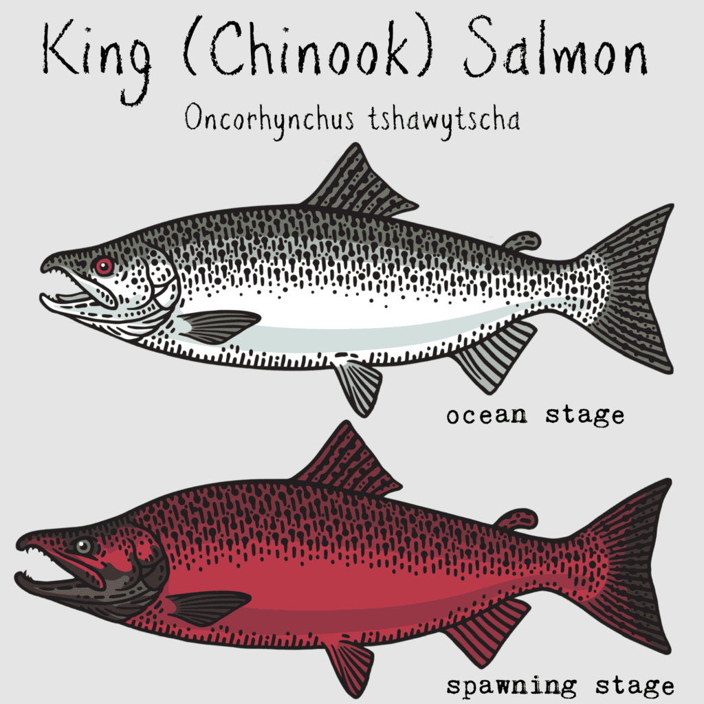 king chinook salmon